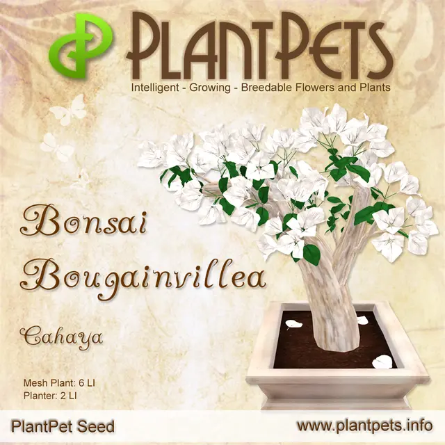 Poster for Bonsai Bougainvillea *Cahaya*