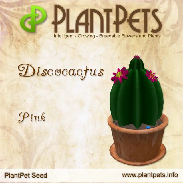 Poster for Discocactus *Pink*
