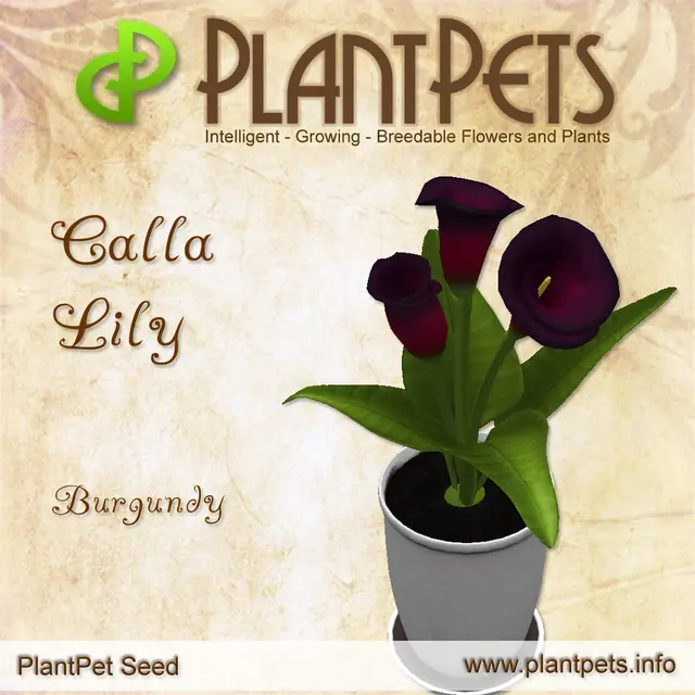 Poster for Calla Lily *Burgundy*